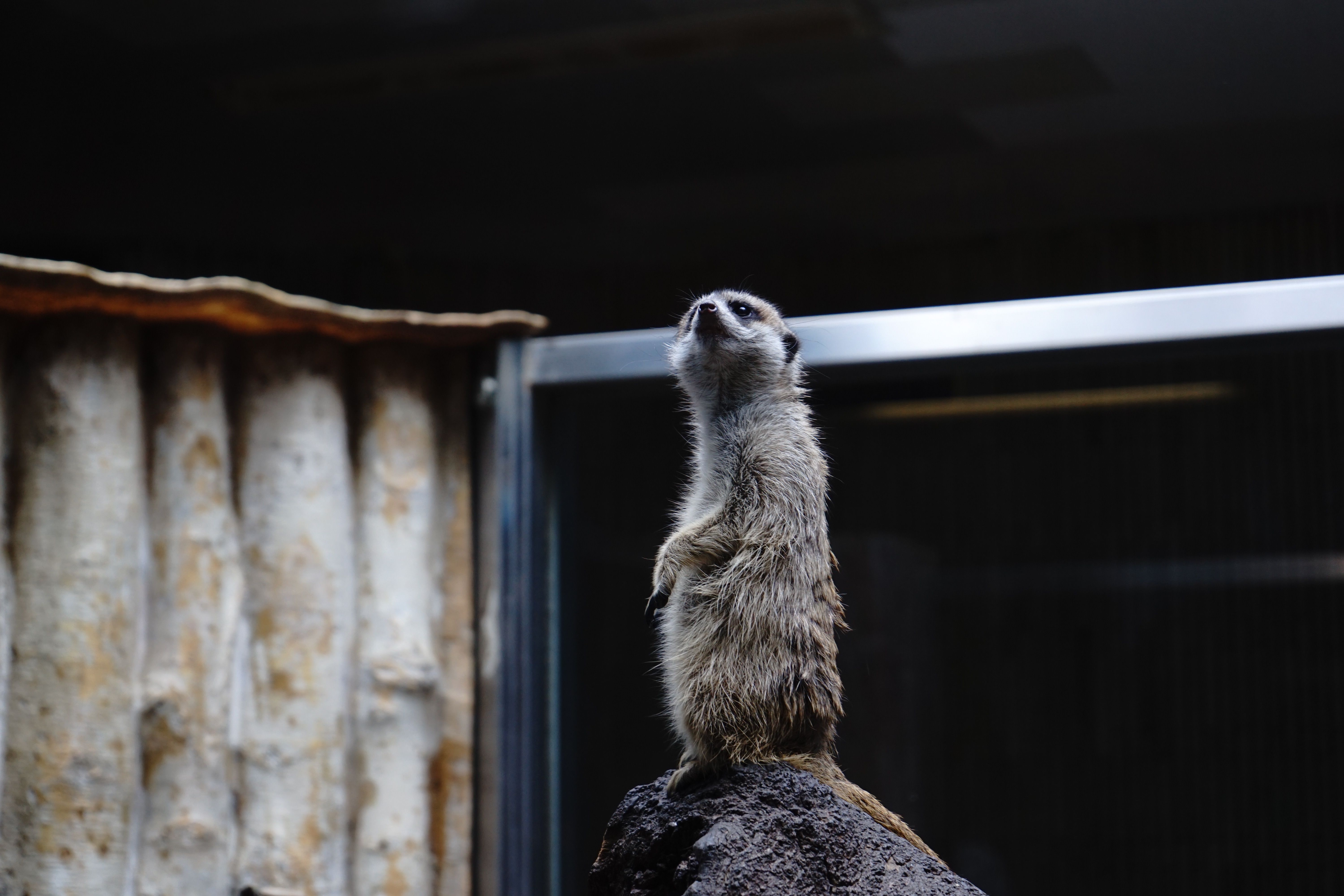 Ueno Zoo