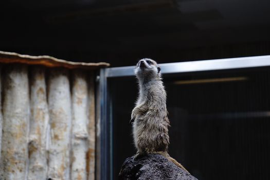 Asahiyama Zoo penguin march — Sapporo