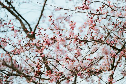 Free Close-up of cherry blossoms in full bloom during spring. Soft pastel hues. Stock Photo