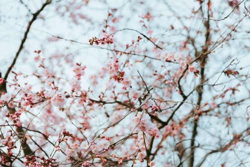 Free Beautiful cherry blossoms in full bloom against a clear sky, capturing the essence of spring. Stock Photo