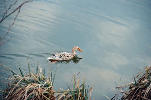 Free Tranquil scene of a duck swimming on a calm pond surrounded by reeds. Stock Photo