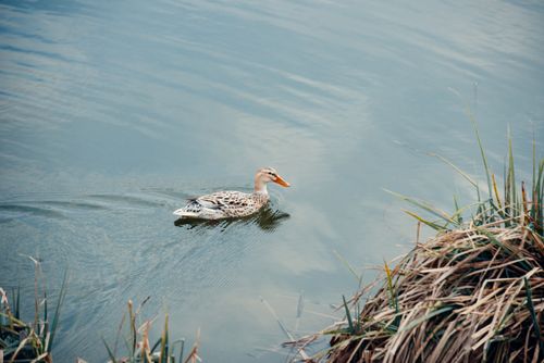 Free A solitary duck leisurely swimming in a calm pond surrounded by reeds. Stock Photo