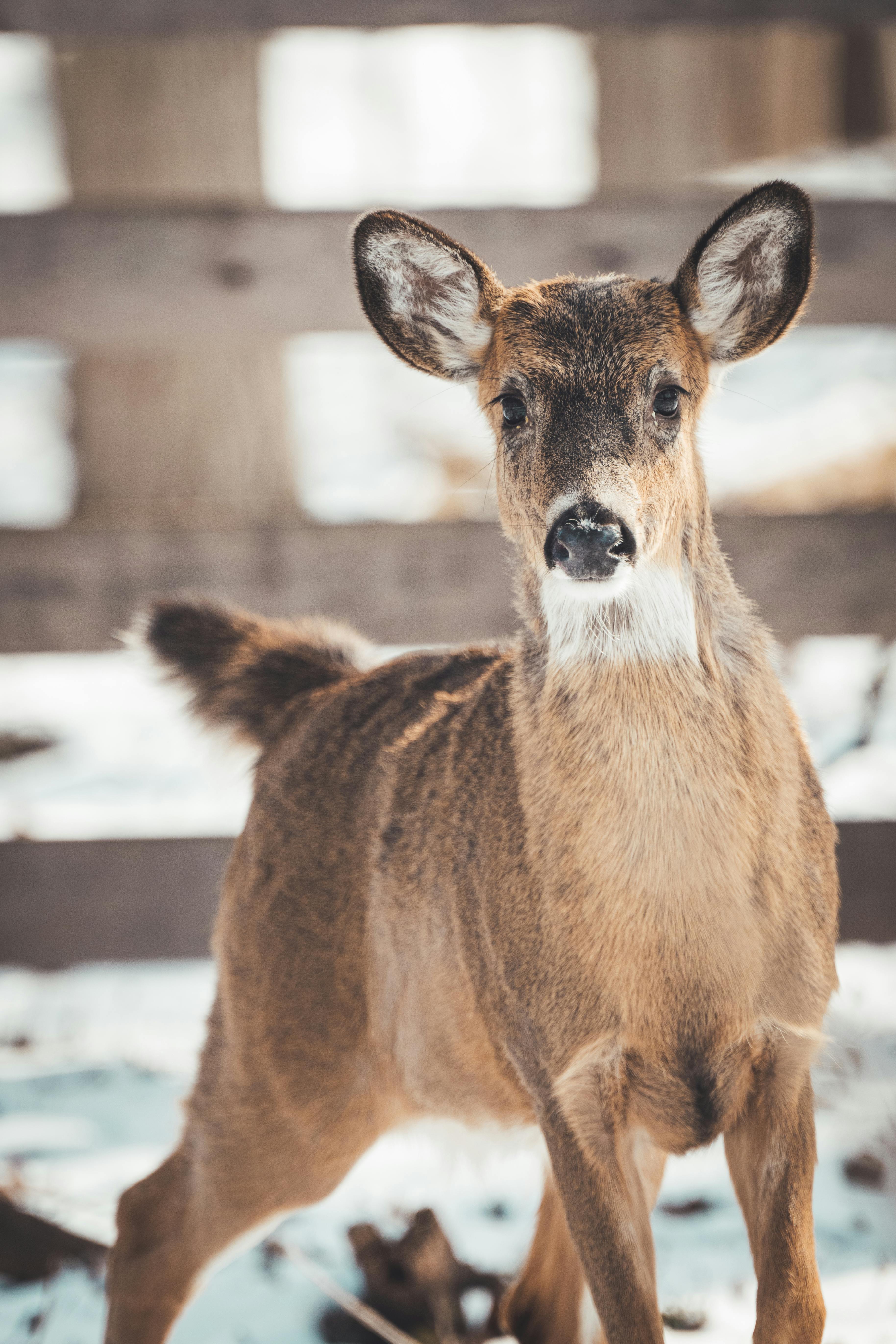 Free A beautiful deer standing in a snowy forest, captured in winter. Stock Photo