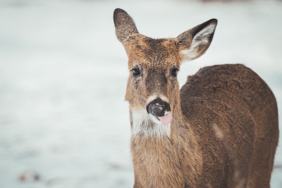A close-up photograph capturing a deer sticking out its tongue in a snowy landscape.