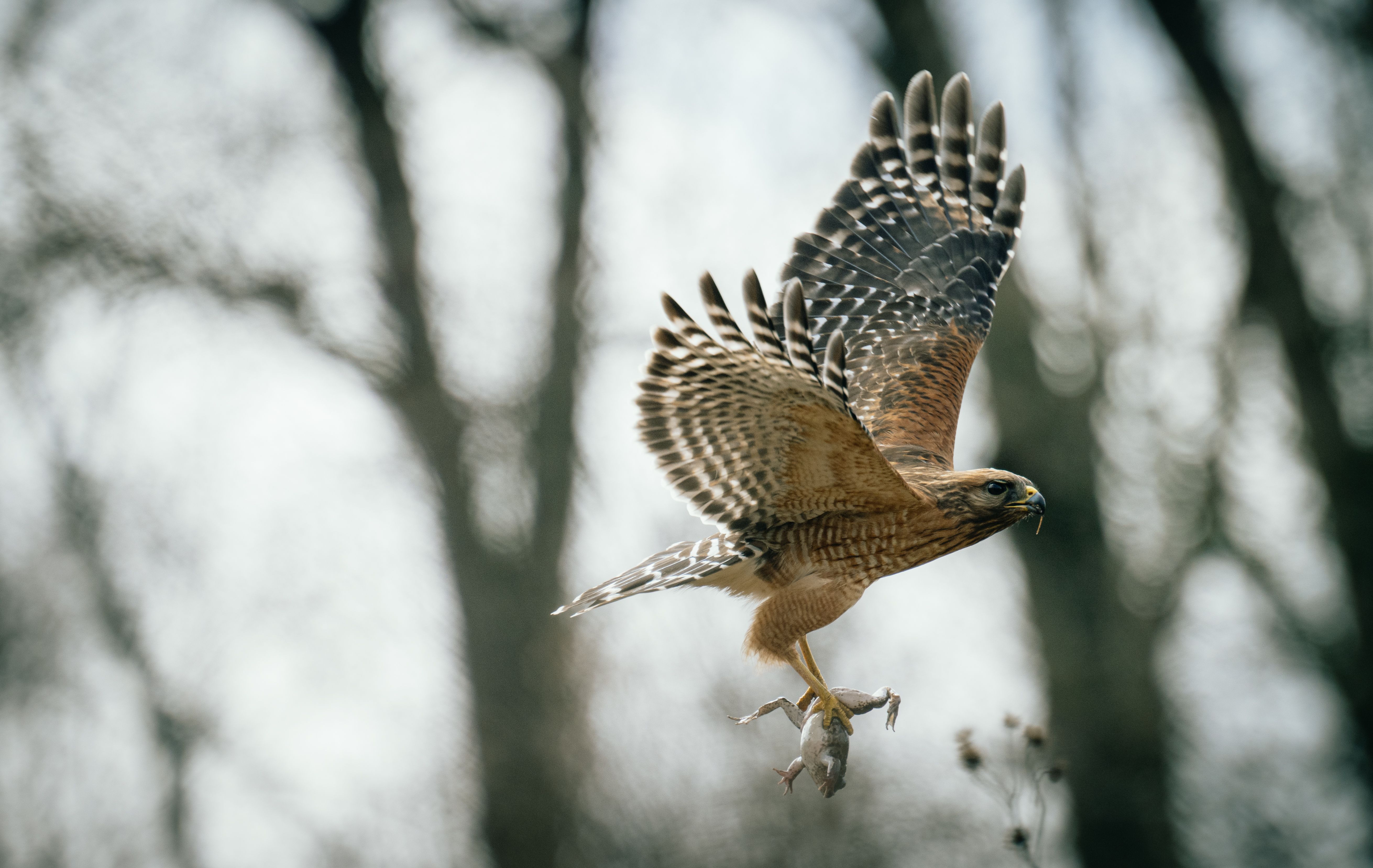 Majestic Red-shouldered Hawk in Flight with Prey · Free Stock Photo