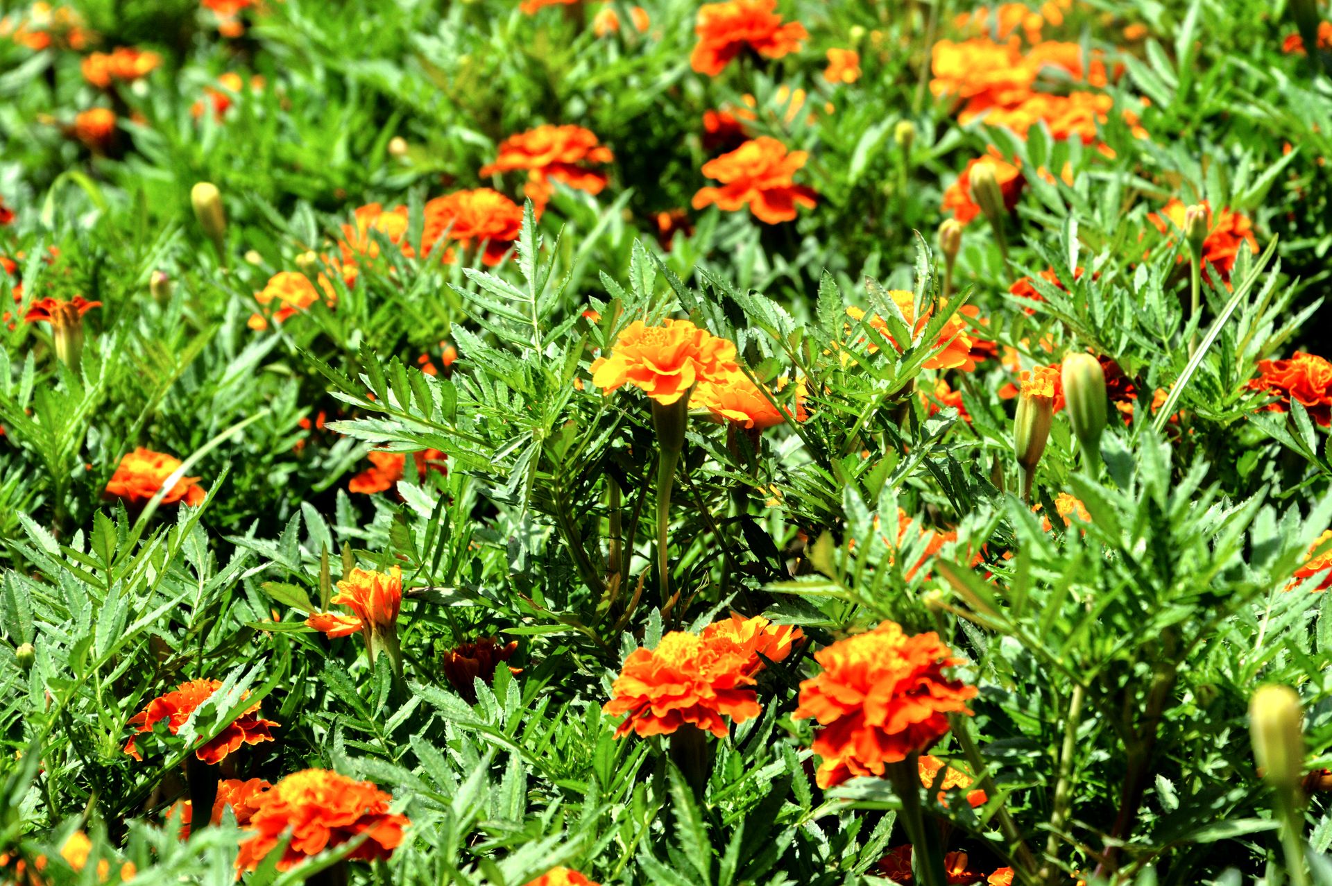 Bright orange marigold flowers blooming in a lush garden in Fès, Morocco.