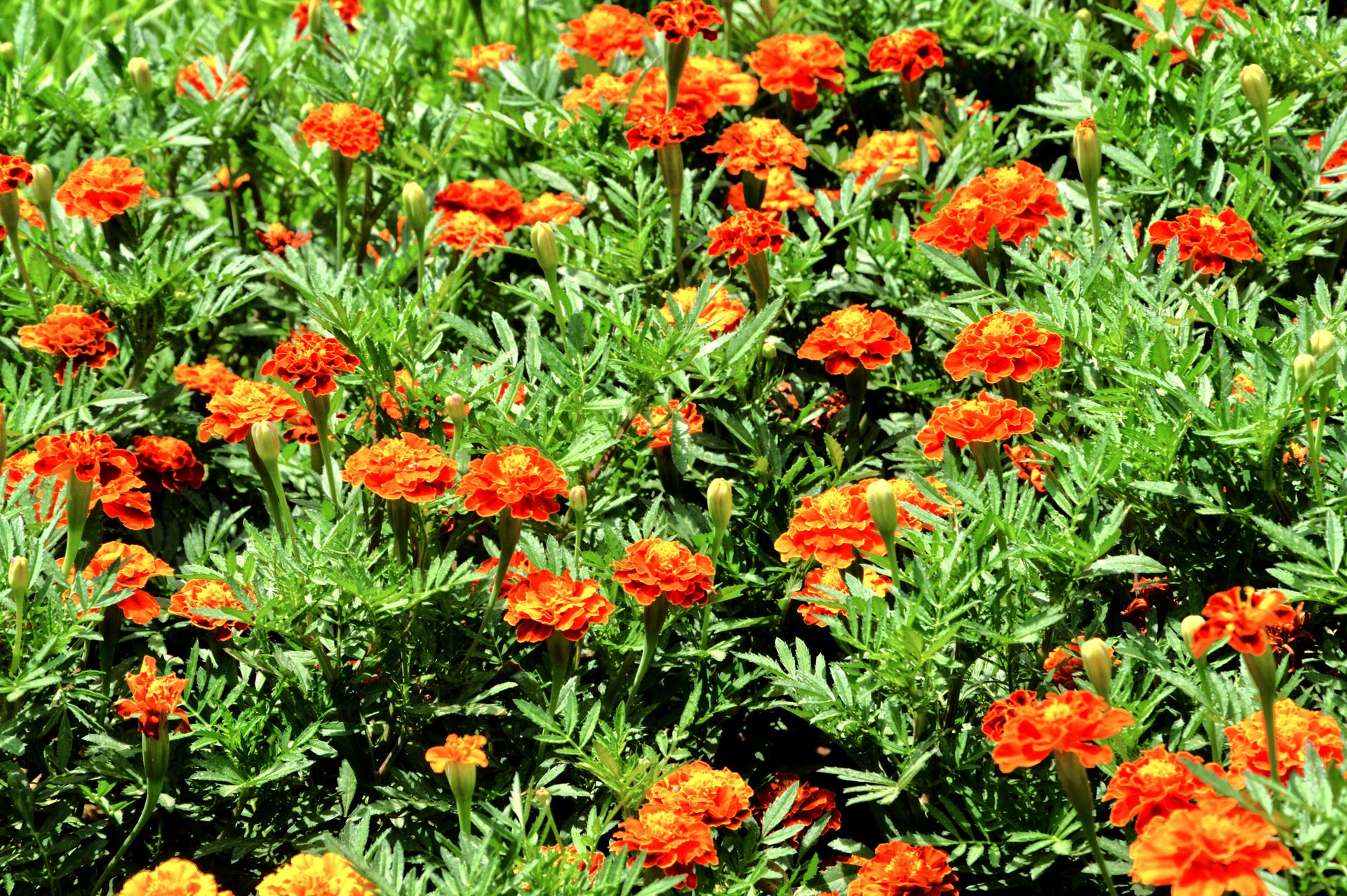 A stunning display of vibrant orange marigolds blooming in Fès, Morocco.