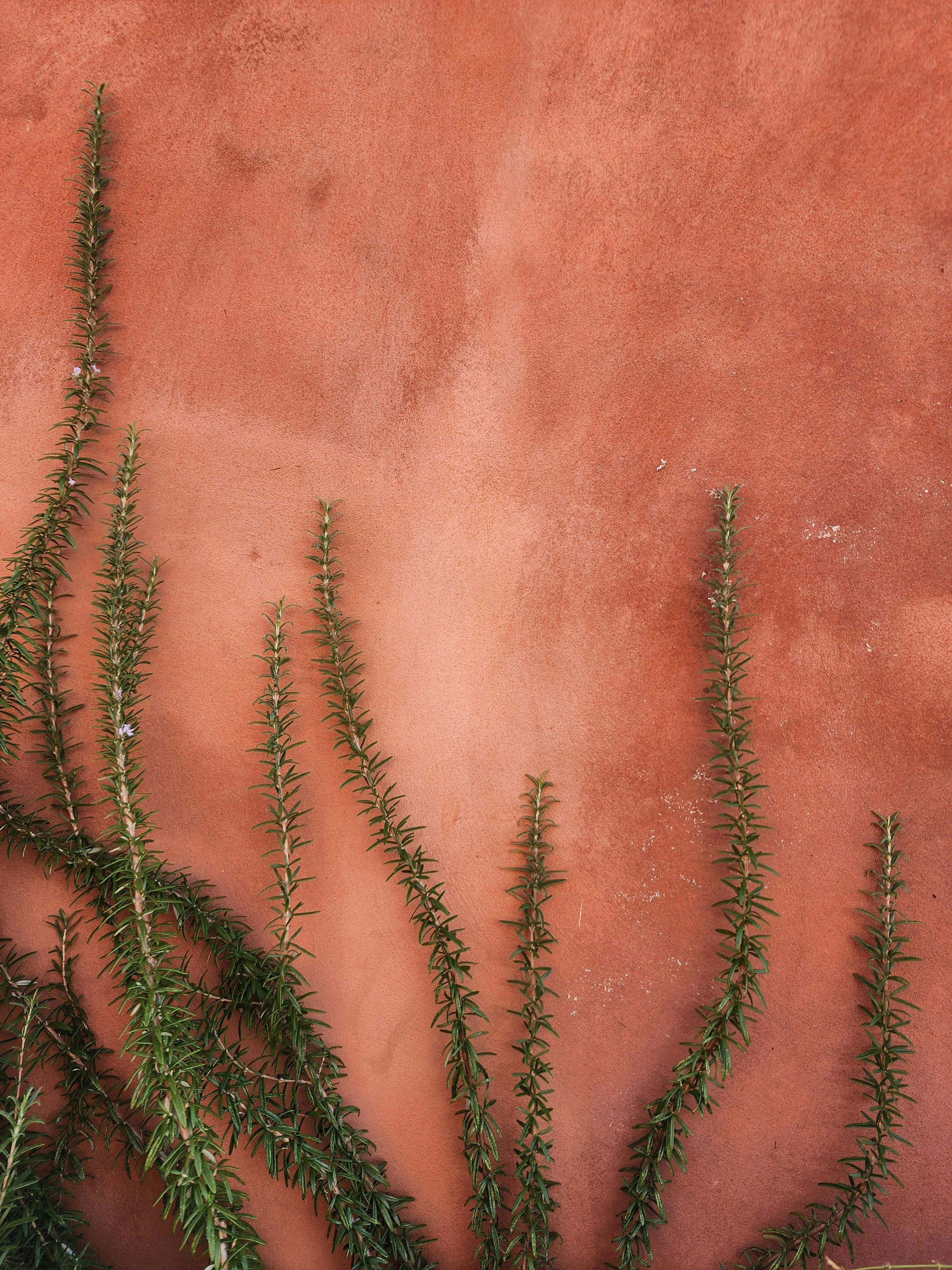 Close-up of rosemary branches climbing a rustic terracotta wall, highlighting nature's simplicity.