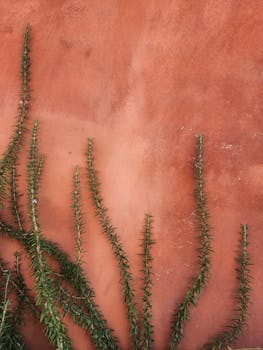 Close-up of rosemary branches climbing a rustic terracotta wall, highlighting nature's simplicity.