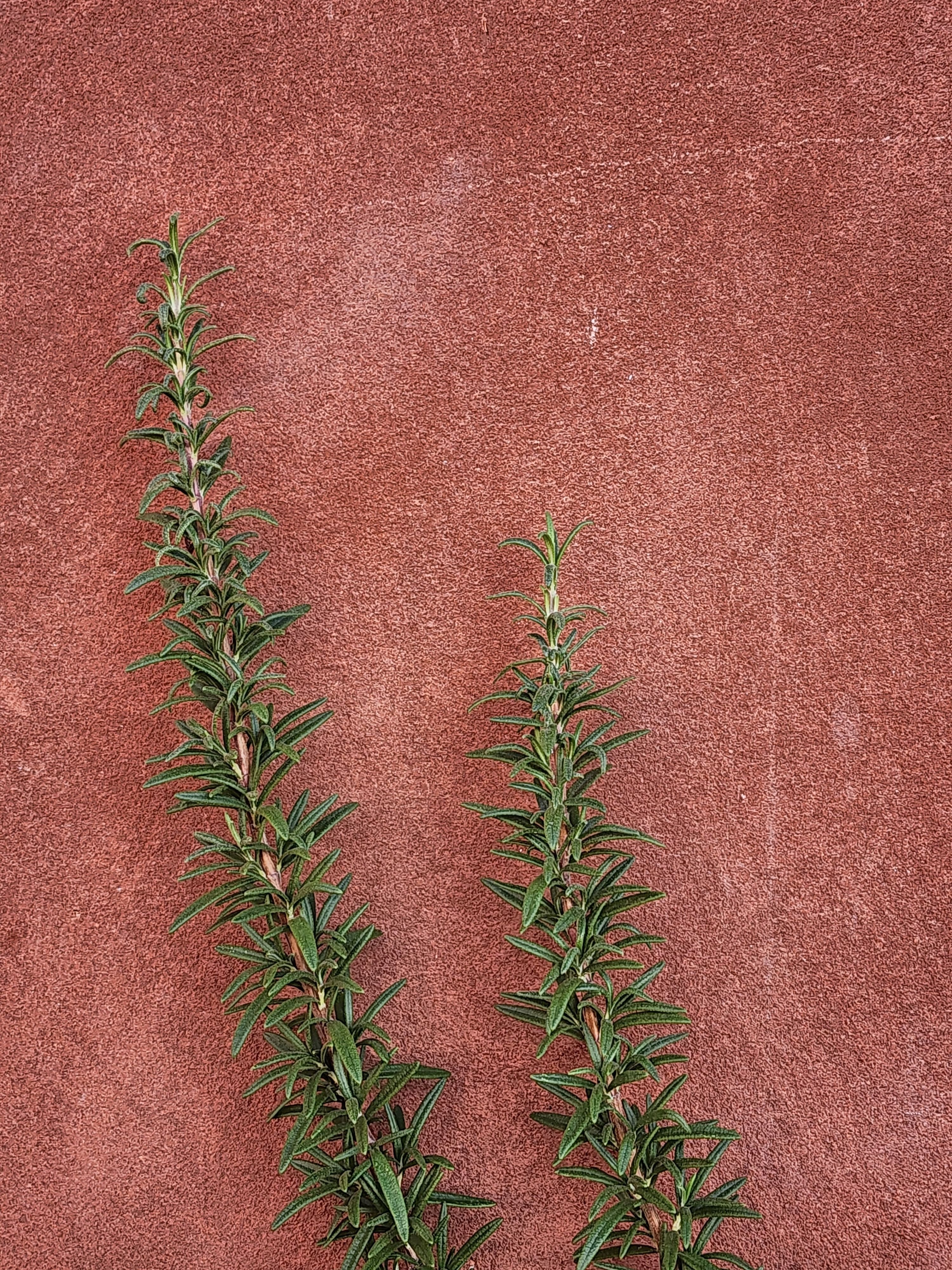 Close-up of two rosemary sprigs against a red textured background, showcasing fresh herbs.
