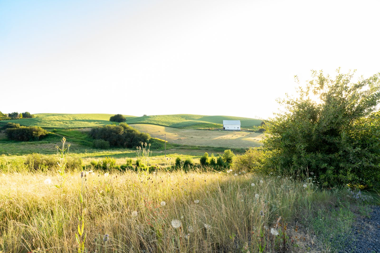 Wheat field with a barn at sunset on the Palouse