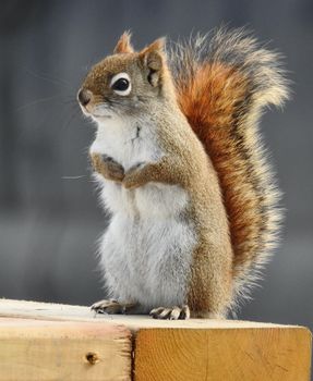 A detailed view of a red squirrel perched on a wooden surface in Winnipeg.