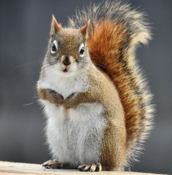 Close-up of a curious North American Red Squirrel in Winnipeg, showcasing its fluffy tail.