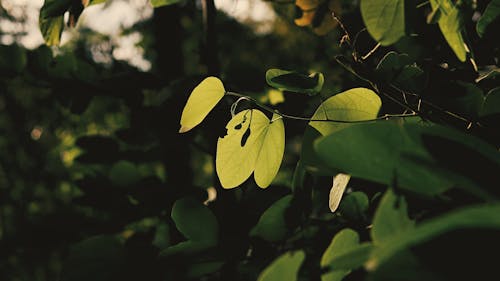 緑の葉の植物のセレクティブフォーカス写真