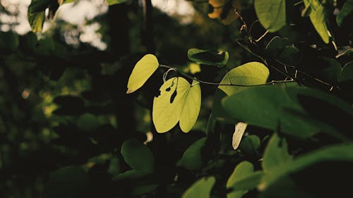 Foto De Foco Seletivo De Planta De Folhas Verdes