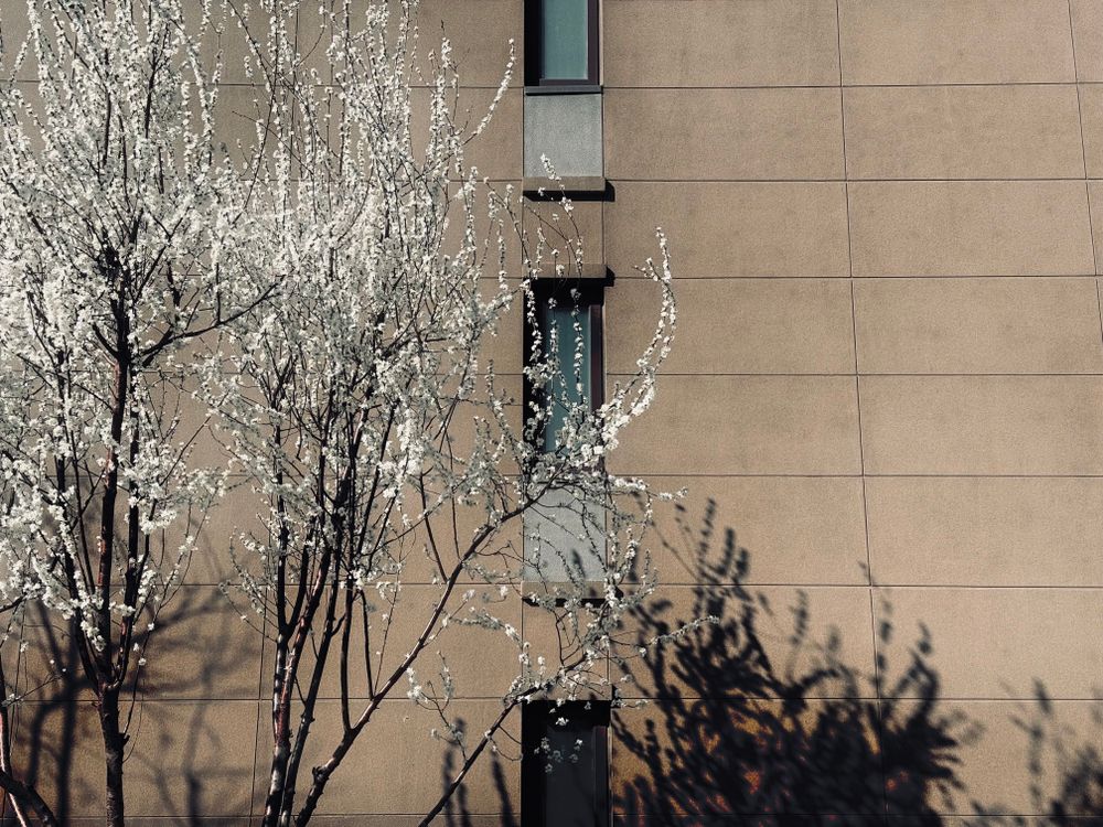Urban Spring Blossom Against Modern Building · Free Stock Photo