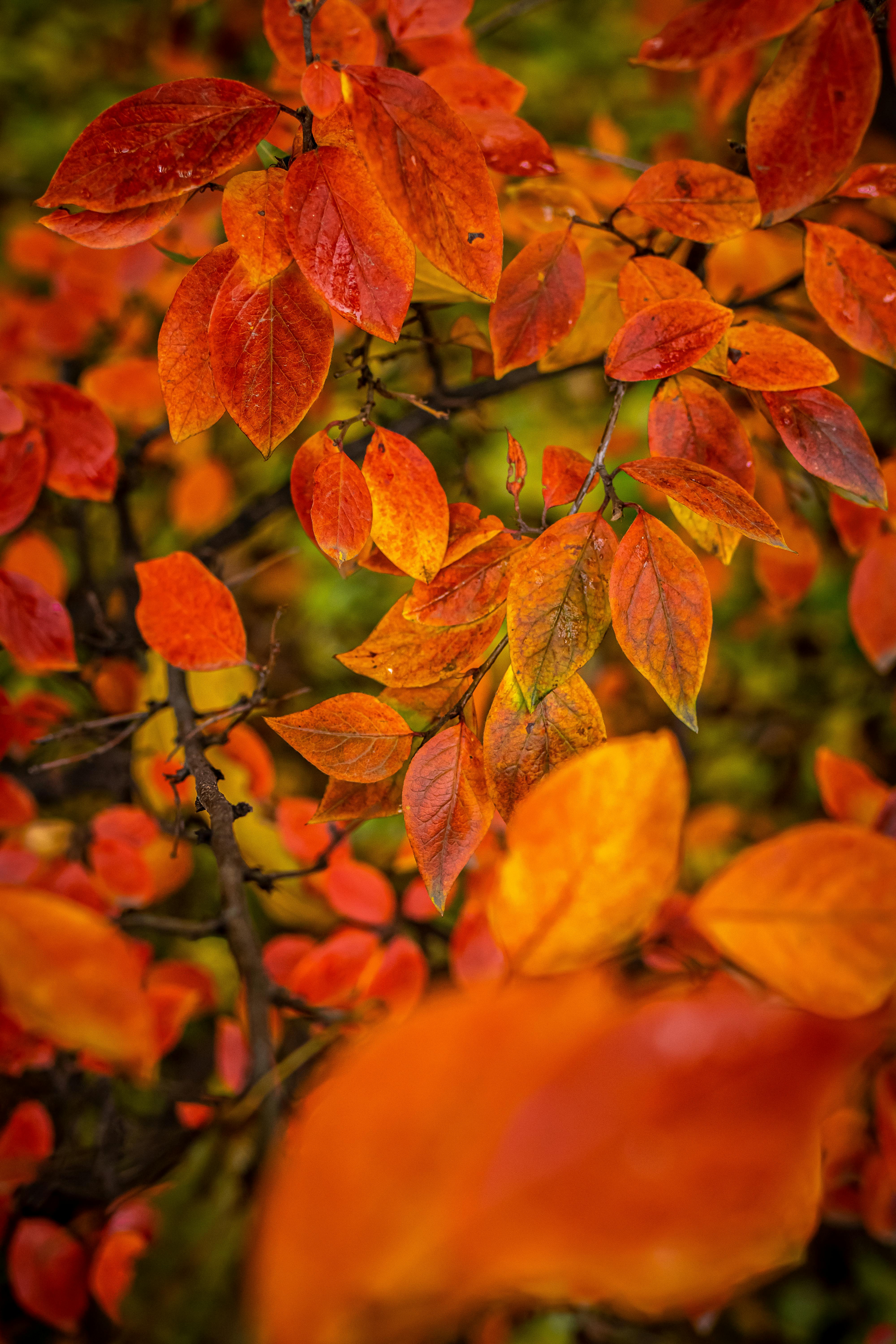 orange leaf