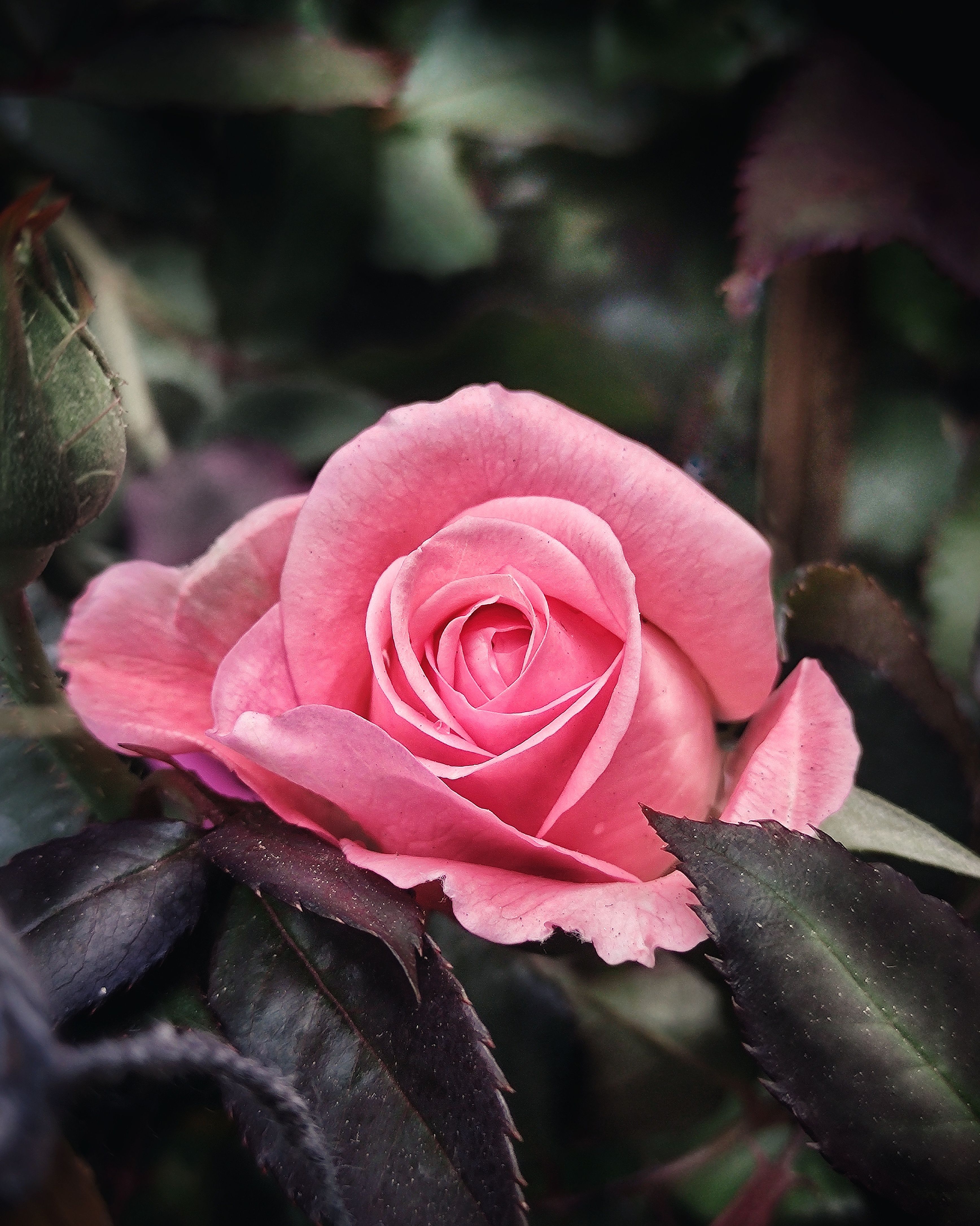 Close-Up of a Vibrant Pink Rose in Bloom · Free Stock Photo