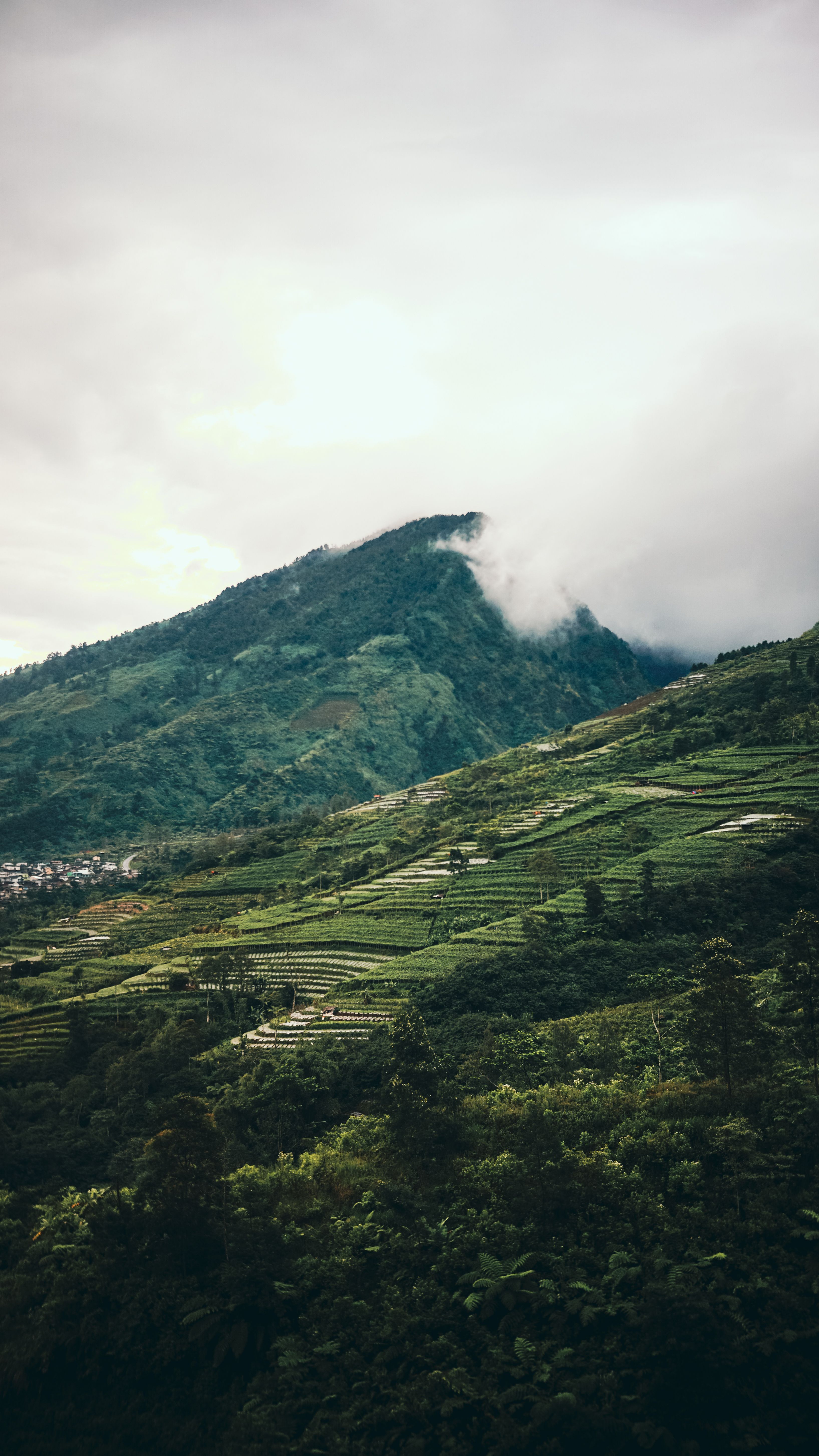 කුකුළන් අතර හැදුණු රාජාලියා