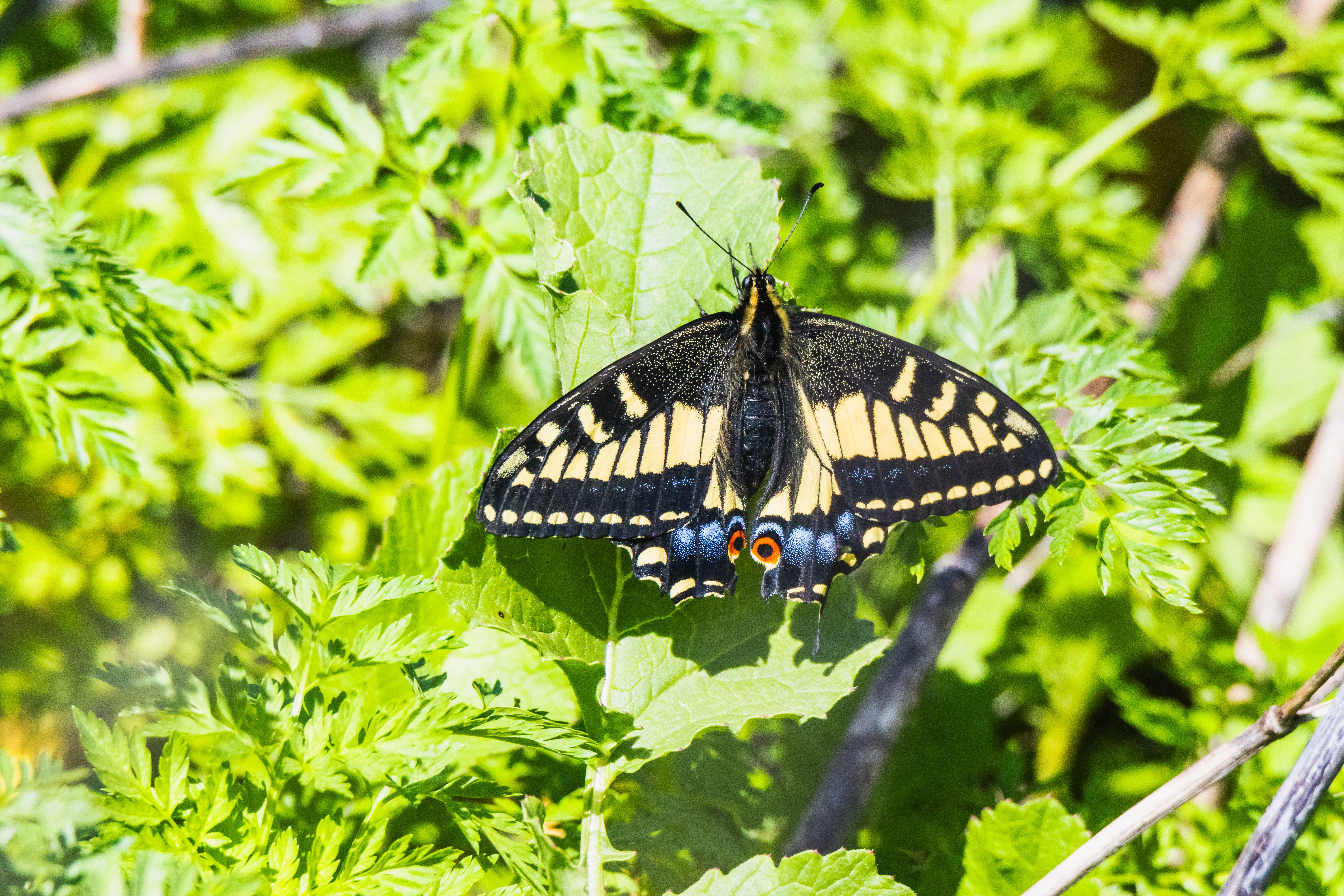 Close-up of a swallowtail butterfly perched on green leaves in bright sunlight.