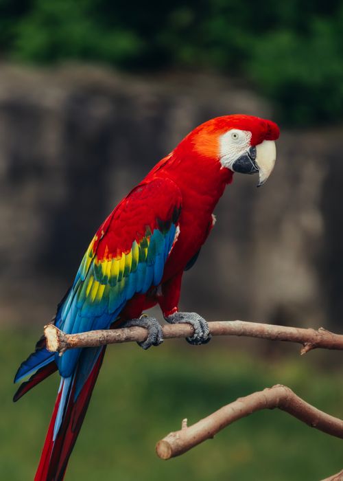 Free Colorful scarlet macaw resting on a branch in a natural setting, displaying vivid plumage. Stock Photo