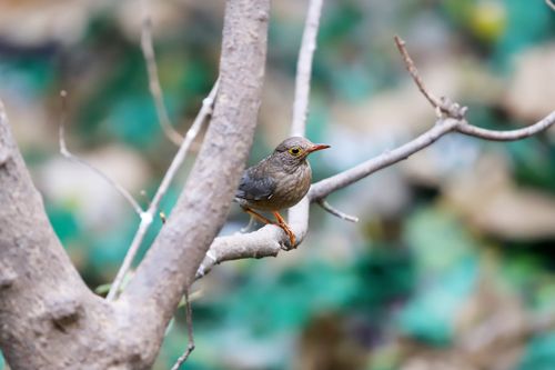 Free A sparrow calmly perched on a tree branch in a lush, green, blurred background setting. Stock Photo