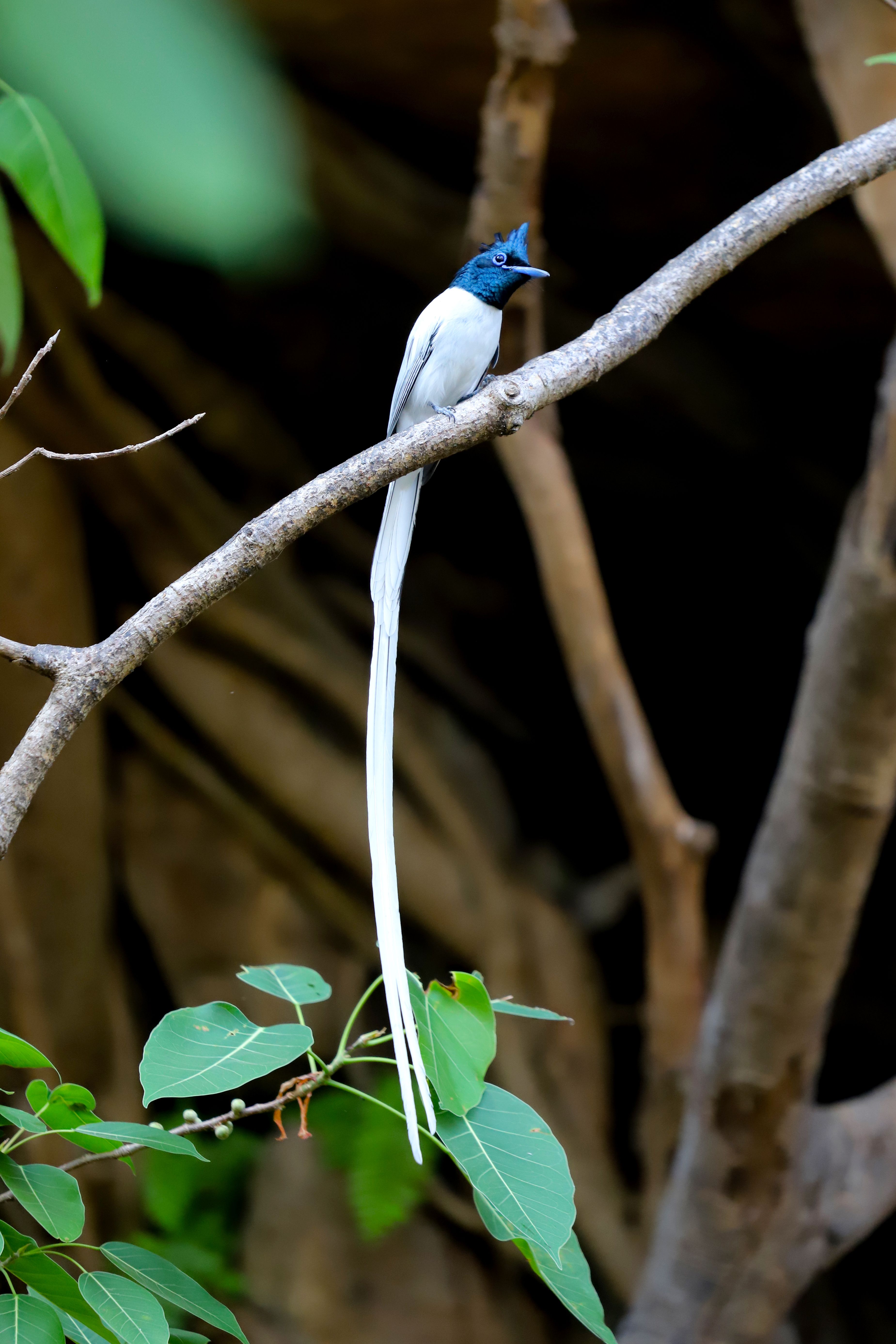 Papamoscas del paraíso asiático con una espectacular cola larga y blanca posado en un bosque frondoso, con un vívido plumaje azul.