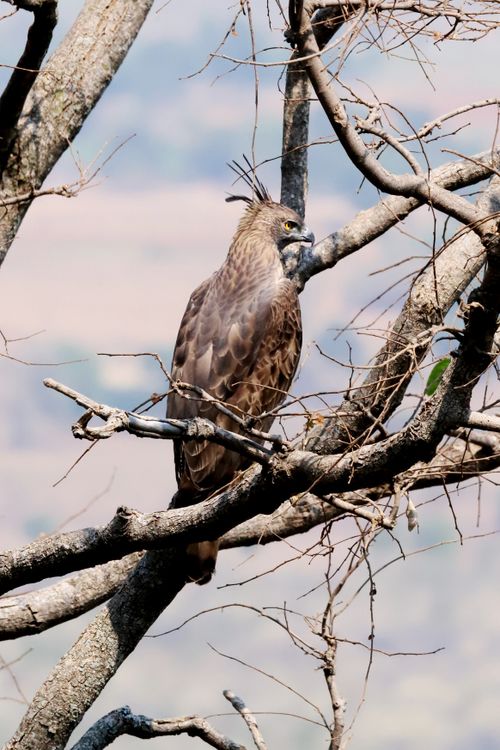 Free Crested Hawk-Eagle resting on leafless tree branch in natural habitat. Stock Photo