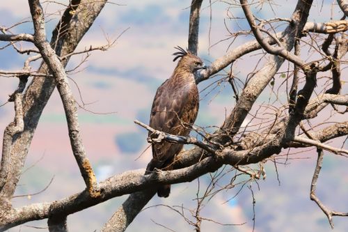 Free A Crested Serpent Eagle resting on bare branches during the day in a serene landscape. Stock Photo