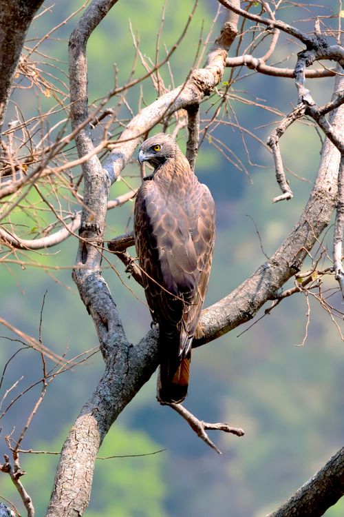 Free A stunning hawk perched on a tree branch, showcasing its plumage against a lush forest background. Stock Photo