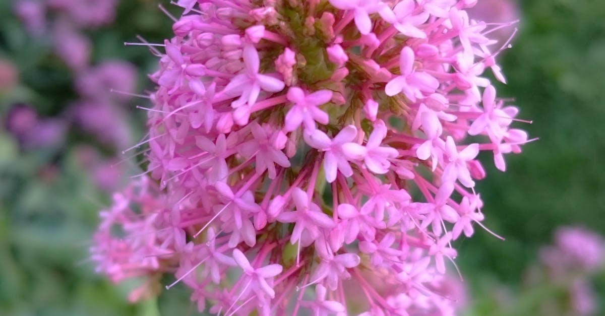 Free stock photo of fresh flowers, pink
