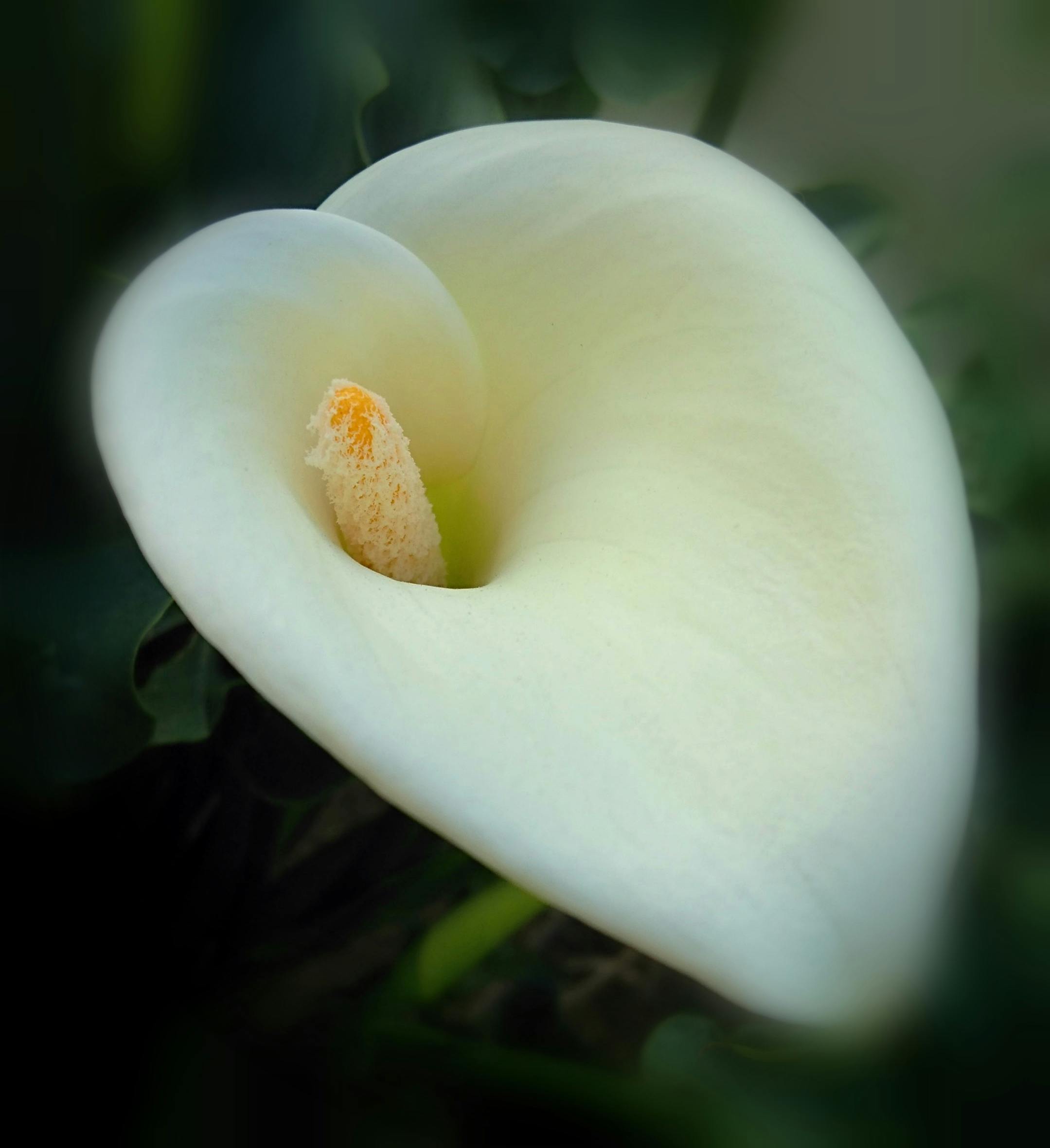 Wow 16 Wallpaper Bunga  Calla Lily  Gambar Bunga  HD