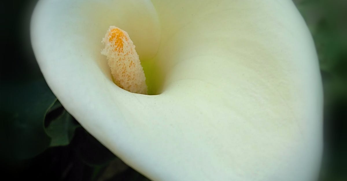Free stock photo of flower, white, white calla lilly