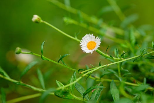 Close-up of a small white daisy among green leaves in summer.