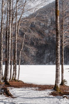 A peaceful winter landscape of a frozen lake surrounded by bare trees, capturing serenity and stillness.