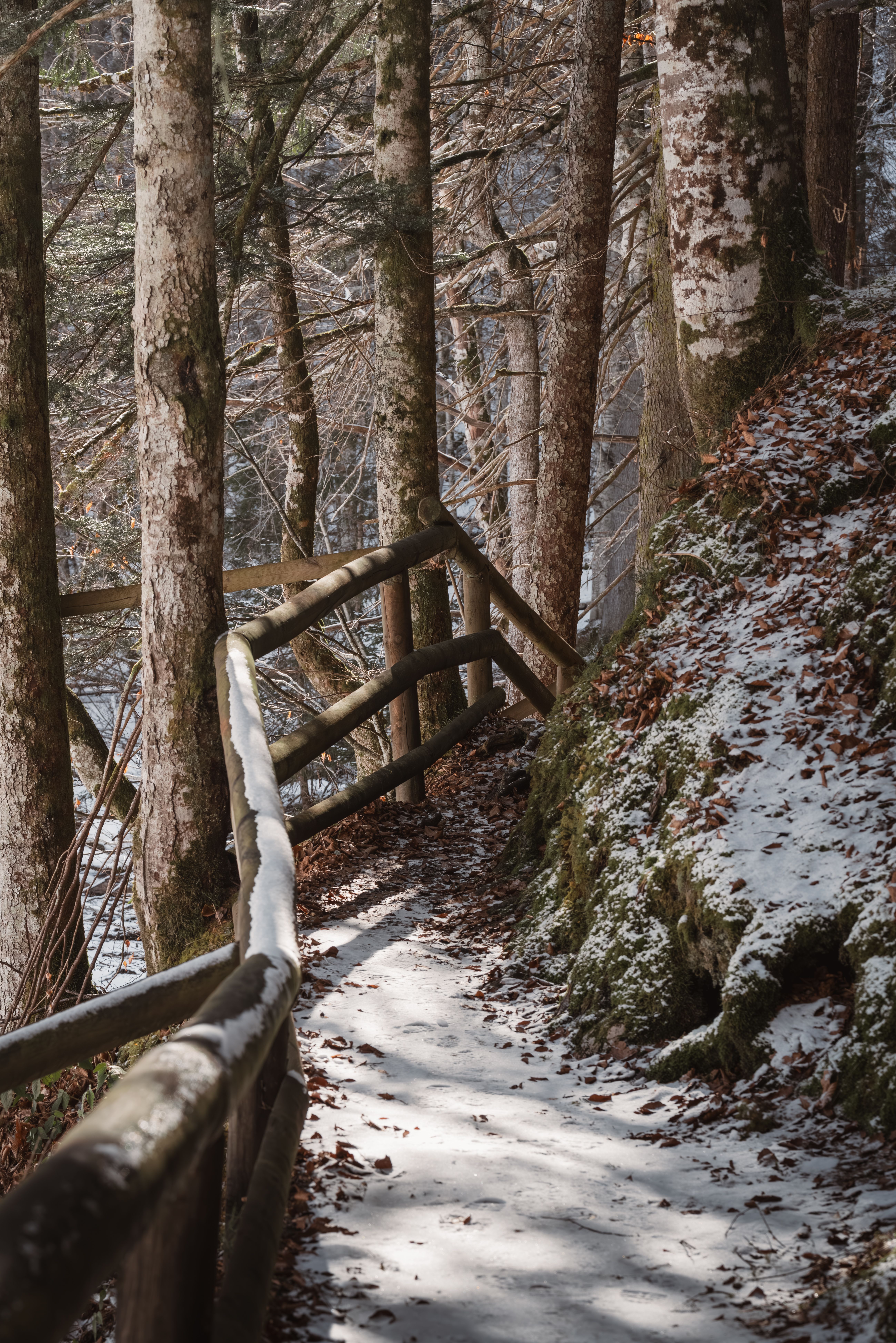 Serene Snowy Woodland Path in Winter · Free Stock Photo
