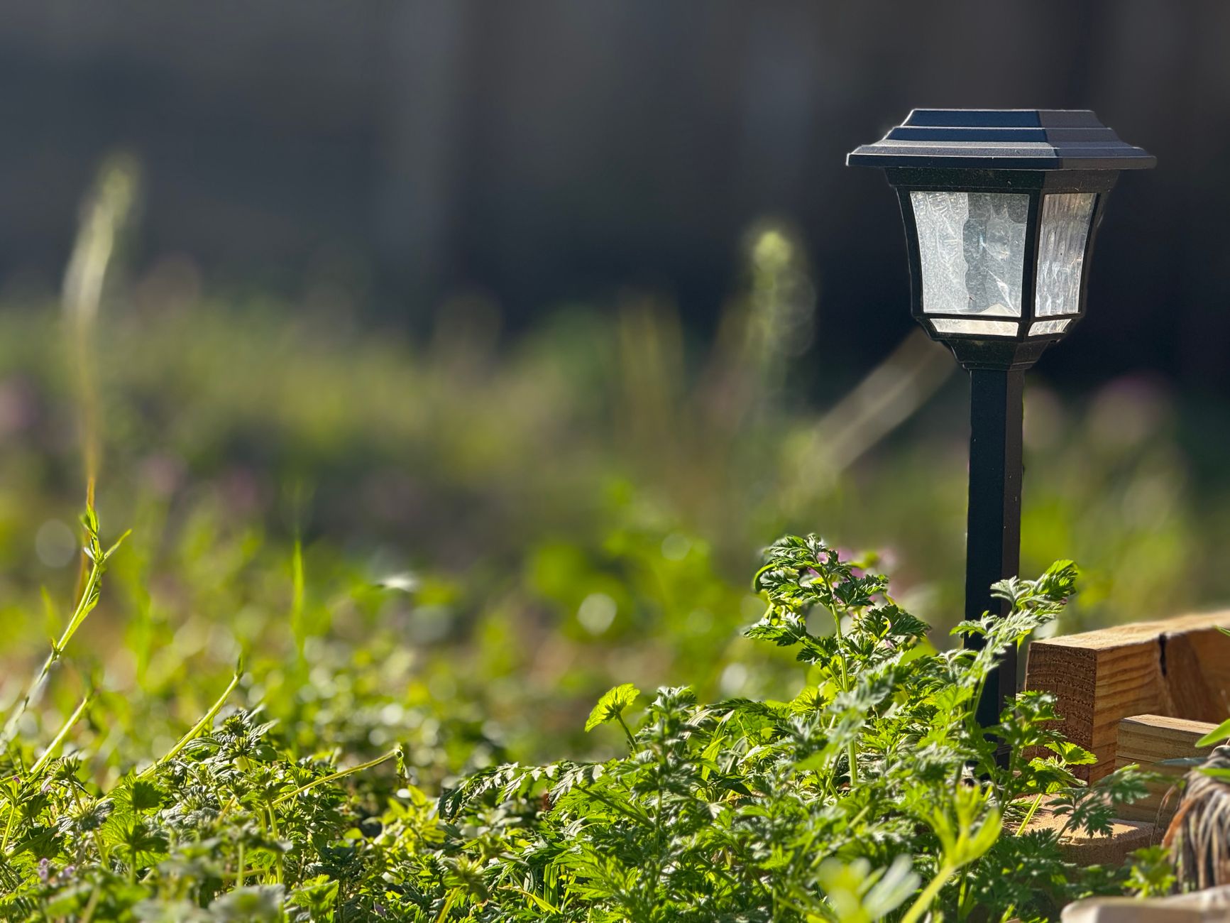 best solar pathway lights 2026 reviews