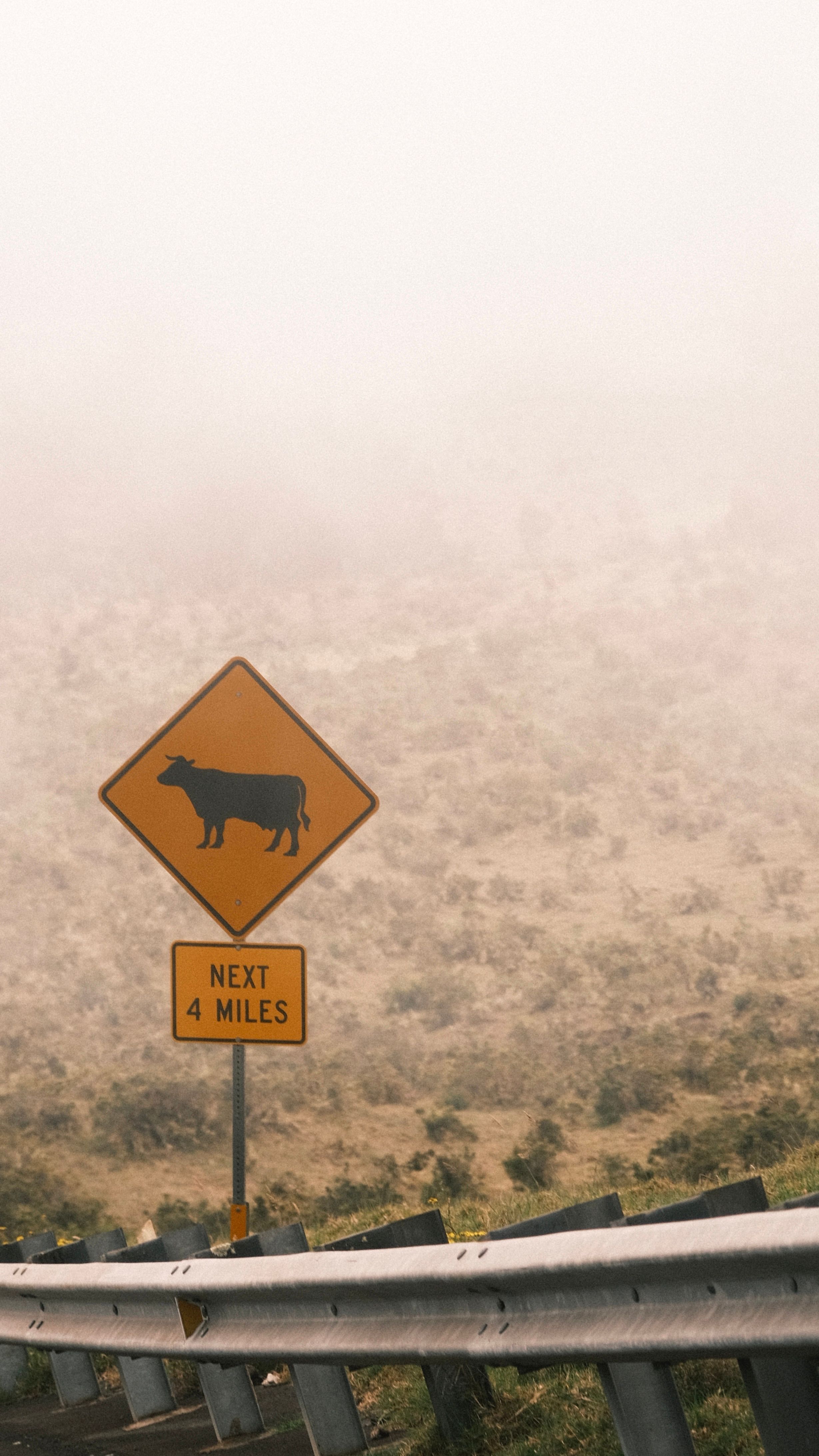 Misty landscape with a road sign warning about cattle ahead for next 4 miles.
