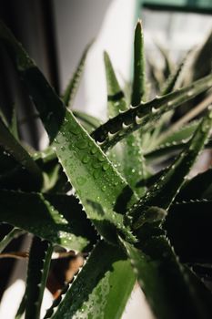 Organic Aloe Water Aloe Gloe