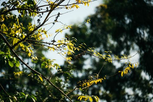 Free Close-up of sunlit green leaves on a branch with a blurred natural background. Stock Photo
