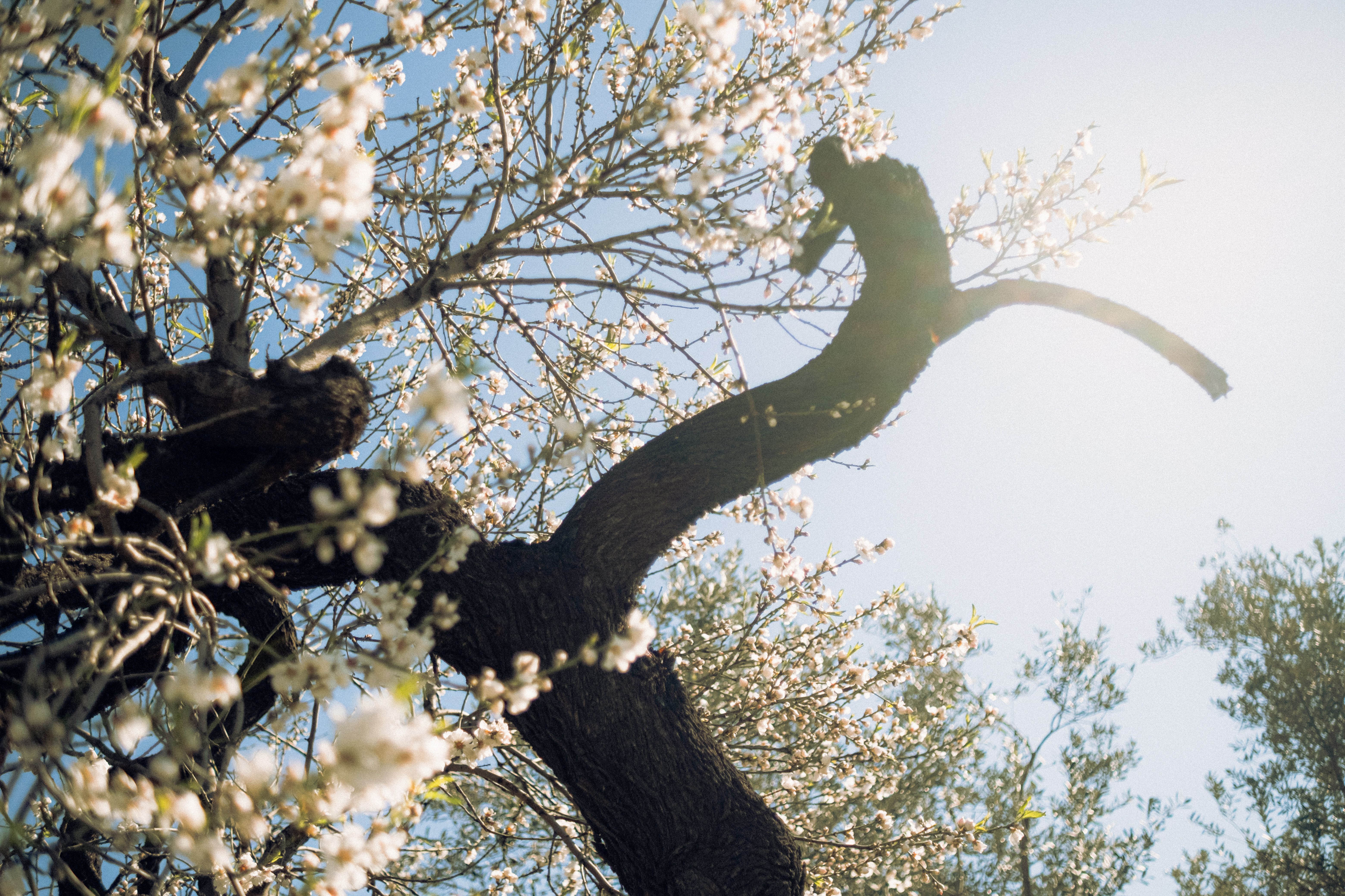 Spring Blossom on Tree Branch with Bright Sky · Free Stock Photo