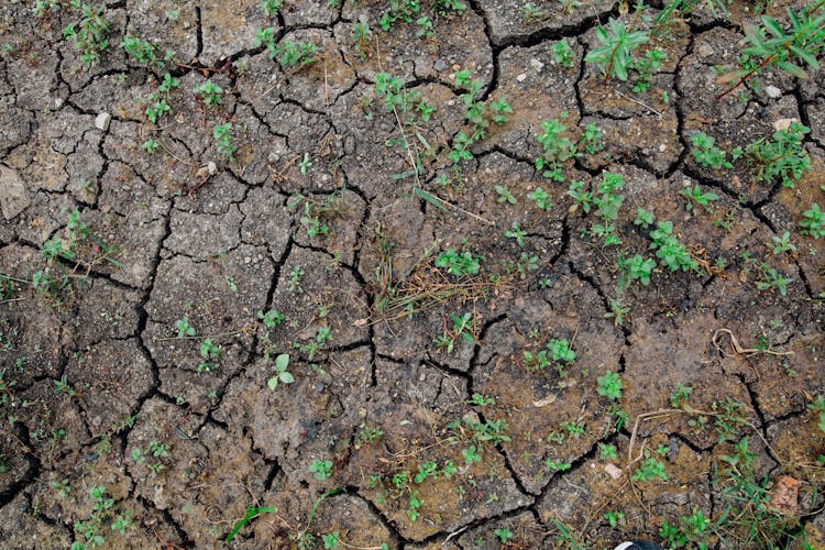 Photo Of Plants On Cracked Soil