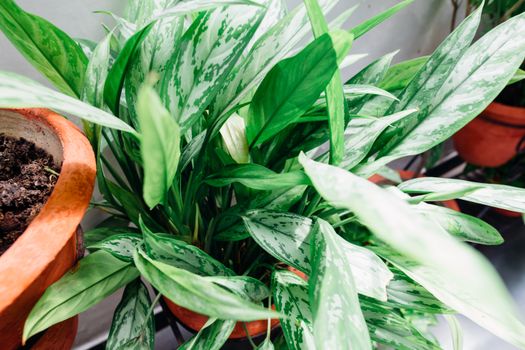 Green-Leafed Plant
