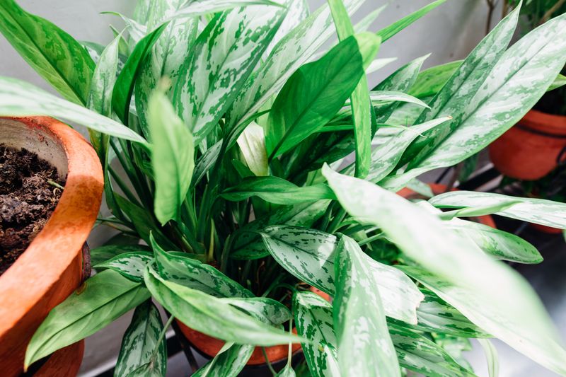 Dieffenbachia