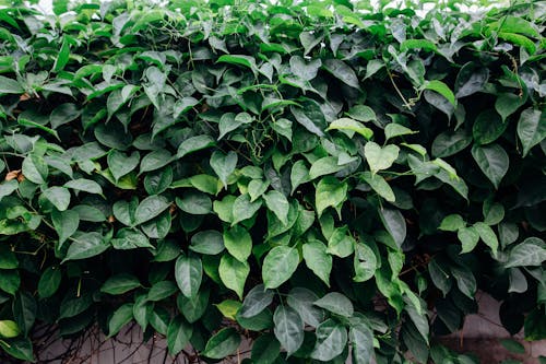 Green-Leafed Plant