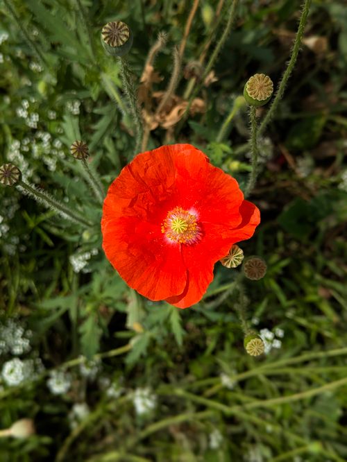 Free Close-up of a vibrant red poppy flower surrounded by green foliage and seed pods. Stock Photo