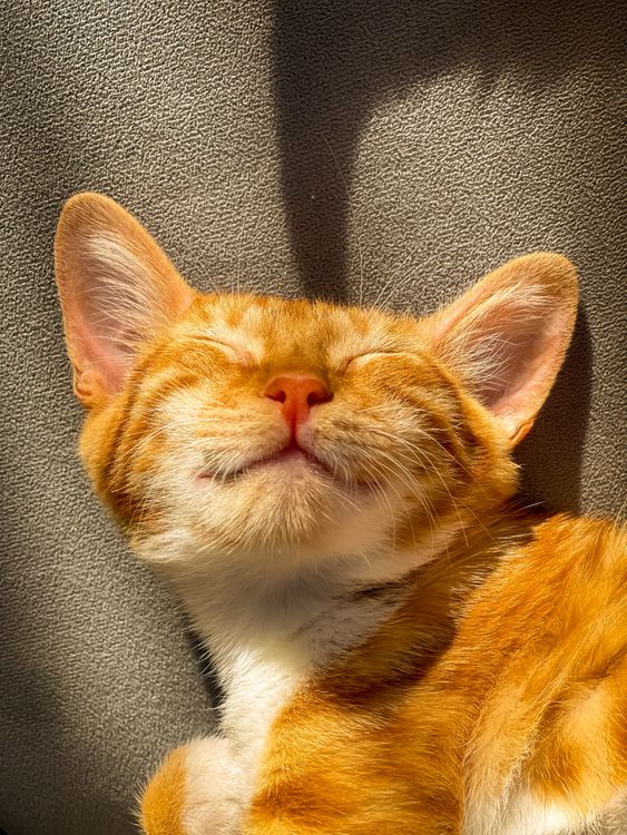 Free A peaceful ginger tabby cat enjoying a sunbeam in Türkiye. Stock Photo