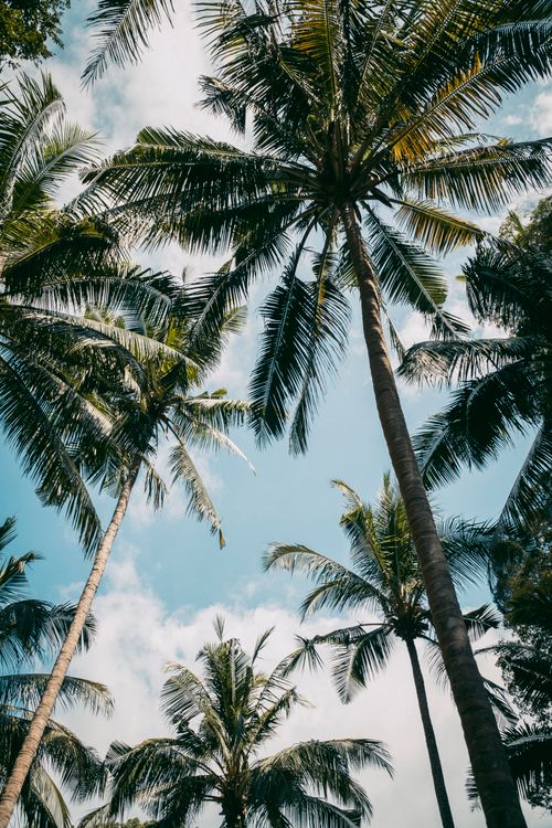 Free Tropical palm trees reaching towards a bright blue sky in Krabi, Thailand. Stock Photo