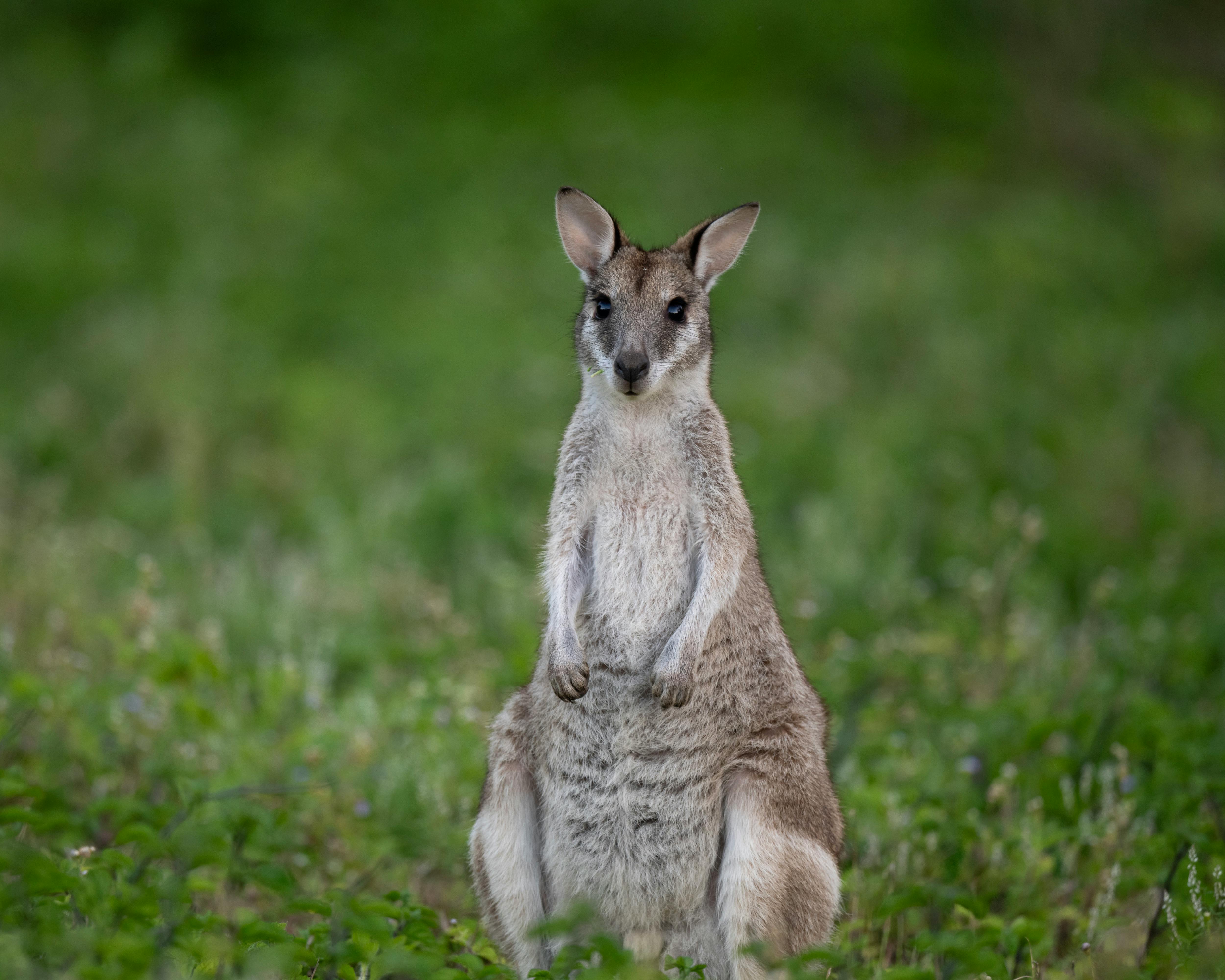Free stock photo of animal welfare, animal wildlife, australia