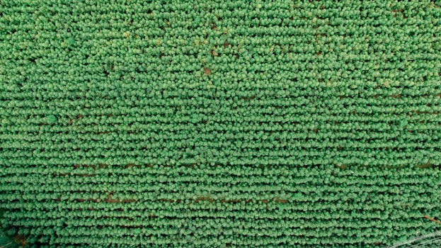 Aerial shot capturing the vibrant green rows of a vast agricultural field, perfect for nature photography.